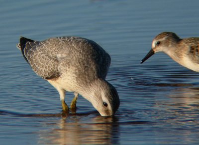 Red Knot (juvenile)