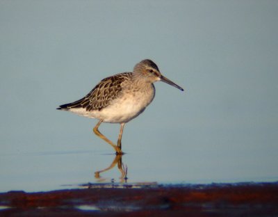 Stilt Sandpiper (juvenile)