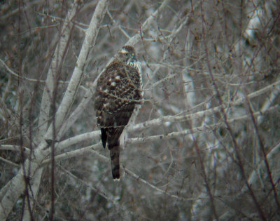 Northern Goshawk