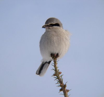 Northern Shrike