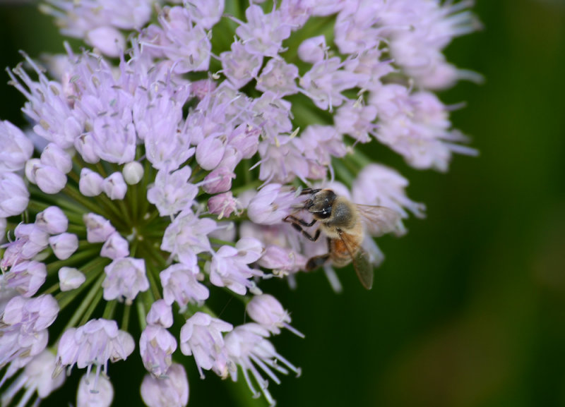 Psychedelic Bee
