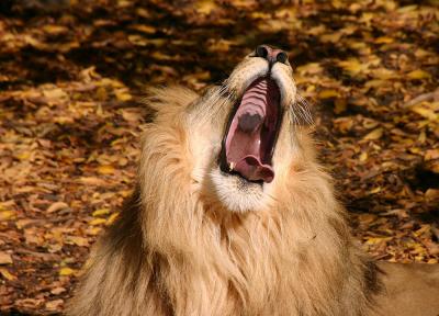 Yawn