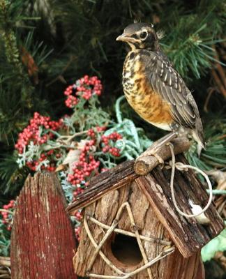 Robin perched.jpg