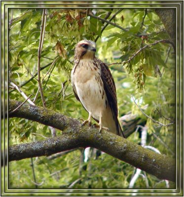 Hawk chisel frame.jpg