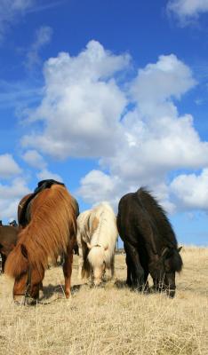 Icelandic Horses