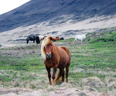 Icelandic Horse