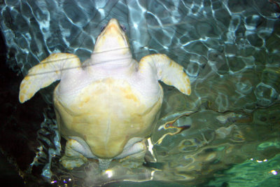 Big Sea Turtle Under-belly