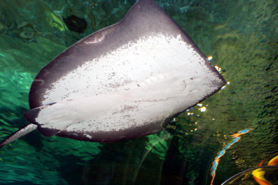 Sting Ray Belly