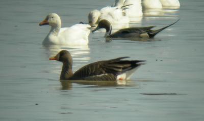 Oie rieuse / Greater white-fronted Goose