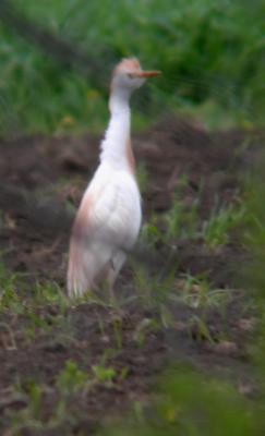 Hron garde-boeufs / Cattle Egret