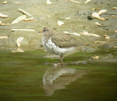 Chevalier grivel / Spotted sandpiper