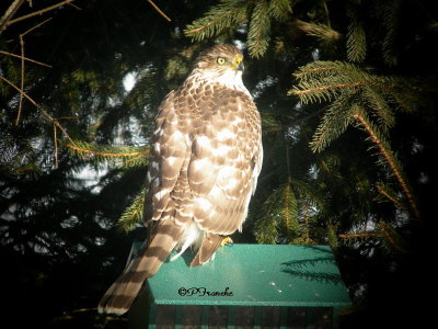 pervier de Cooper / Cooper's Hawk