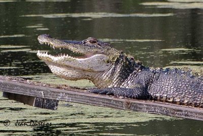 Alligators in the wild..