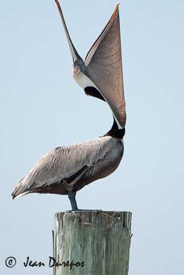 Brown Pelican