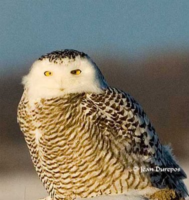Snowy Owl .jpg