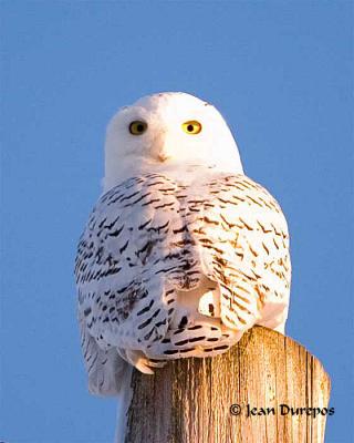  Snowy Owl DSC_4643-ec.jpg