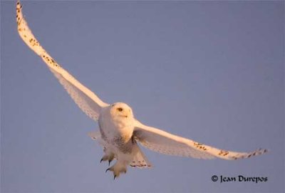  Snowy Owl in flight