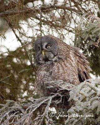 Gray Gray Owl 