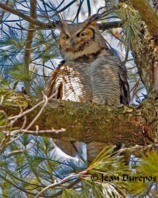  Great Horned Owl .jpg