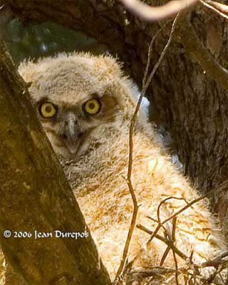 Great Horned Owlet 