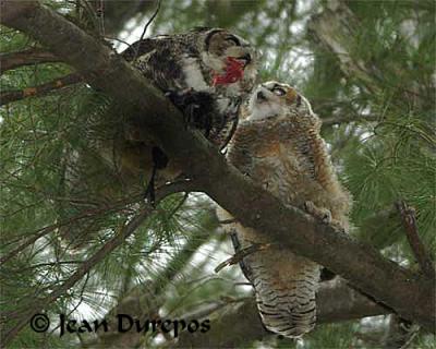 Great Horned Owl and  her juvenile having  lunch