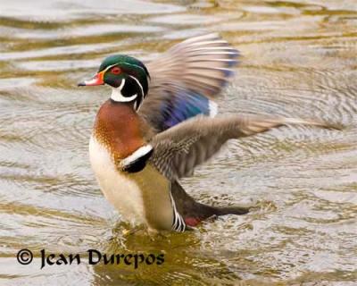 Wood Duck .jpg