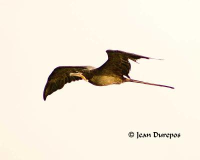  Magnificent Frigatebird