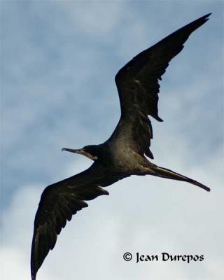 DSC_6156-ec.jpg  Magnificent Frigatebird