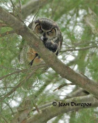  Great Horned Owl  (breeding female) 