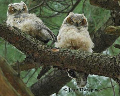  Great Horned Owlets  
