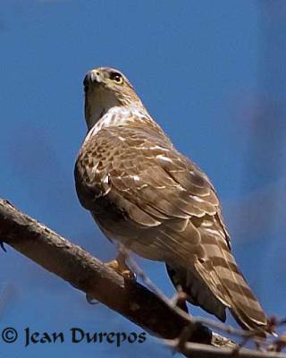 Cooper's Hawk