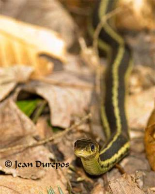 Curious George  the garter Snake