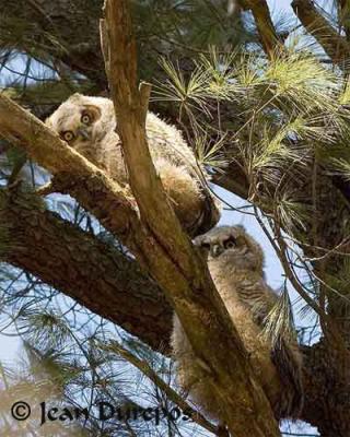  Great Horned Owlets 