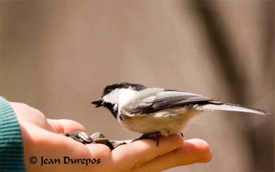 DSC_8841-ec.jpg Black-capped Chickadee