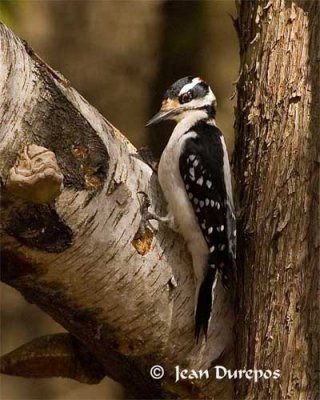 Hairy Woodpecker  (female)