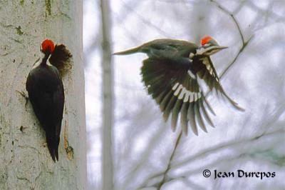 Pileated-Woodpeckers.jpg