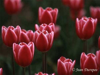 Tulips-05015 .jpg