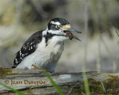 Hairy Woodpecker 