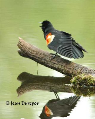  Red-winged Blackbird DSC_0598-ec.jpg 