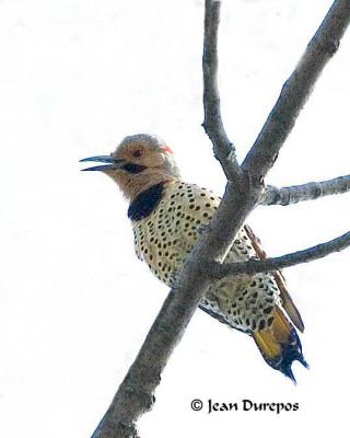 Northern Flicker, Yellow-shafted