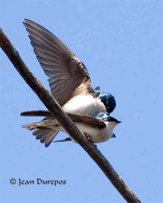 Tree Swallow Mating (Image 2)