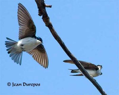 Tree Swallow Mating (Image 1)