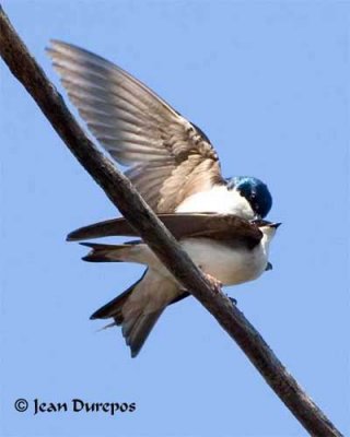 Tree Swallow Mating (Image 5)