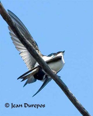 Tree Swallow Mating (Image 6)  
