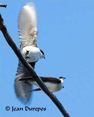Tree Swallow Mating (Image 7)