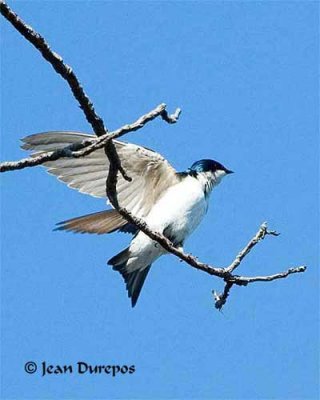 Tree Swallow Mating (Image 8)