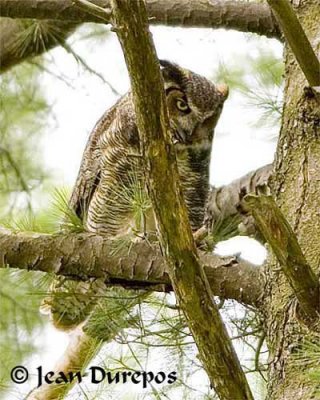  Great Horned Owl