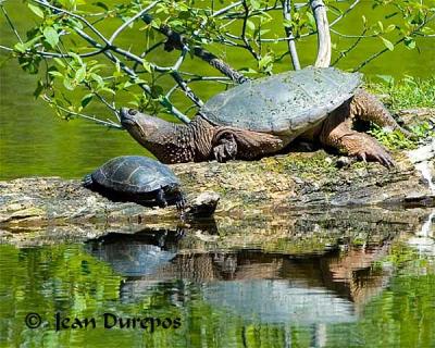 Snapping Turtle and Painted Turtle