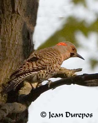 Northern Flicker -  adult male