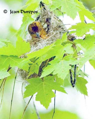  Baltimore Oriole - breeding adult female